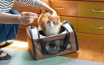 sac de transport chat