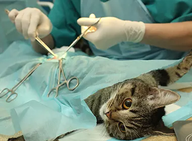 sterilisation des chats