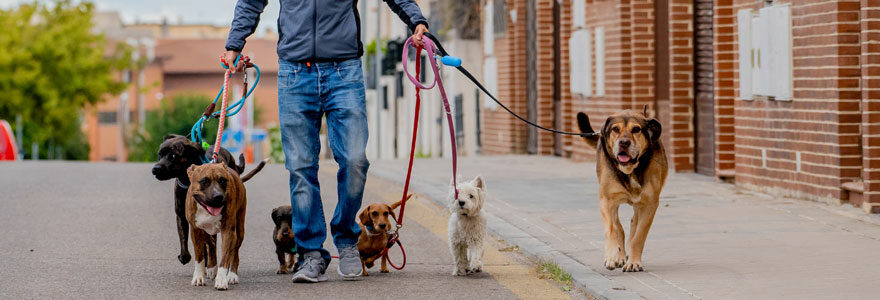 pet sitter