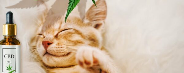 CBD pour les chat