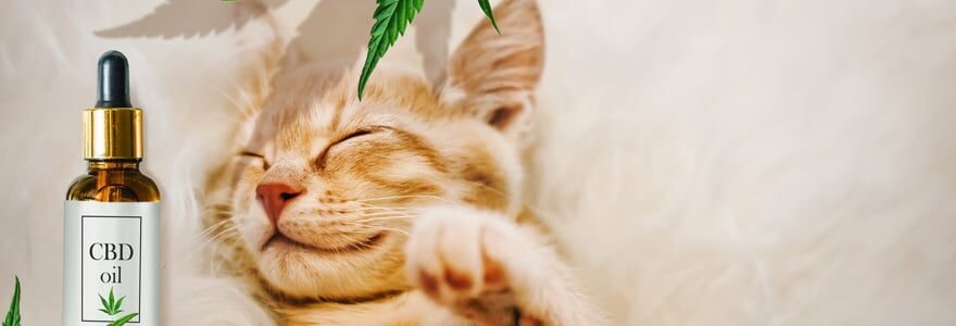 CBD pour les chat